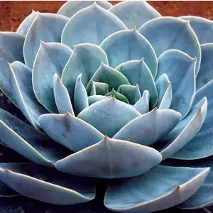 Echeveria Domingo Echeveria Domingo