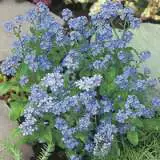 Forget Me Not Indigo - Garden Express Australia
