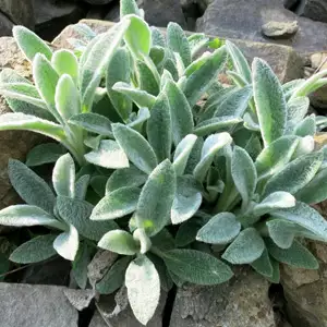 Lambs Ear