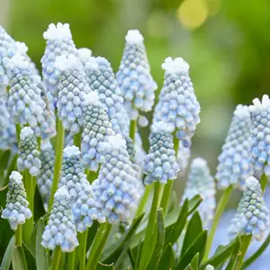 Muscari Growing Guide Muscari Babys Breath - Garden Express Australia