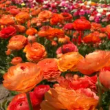 Ranunculi Orange Ranunculi Orange