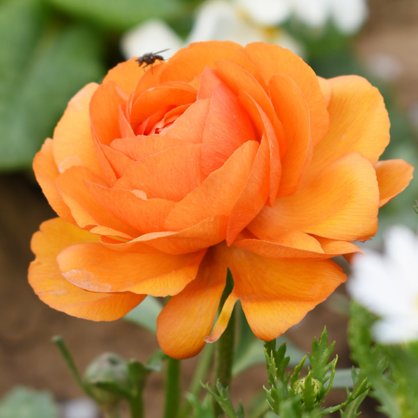 Ranunculi Orange