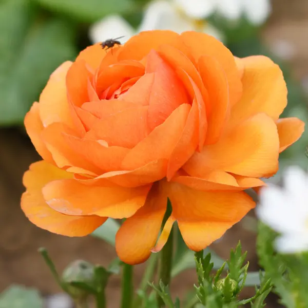 Ranunculi Orange Ranunculi Orange