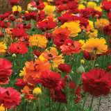 Ranunculi Sunset Blend Pkransbl 2018 - Garden Express Australia