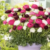 Ranunculi Pastel Blend Ranunculi Pastel Blend