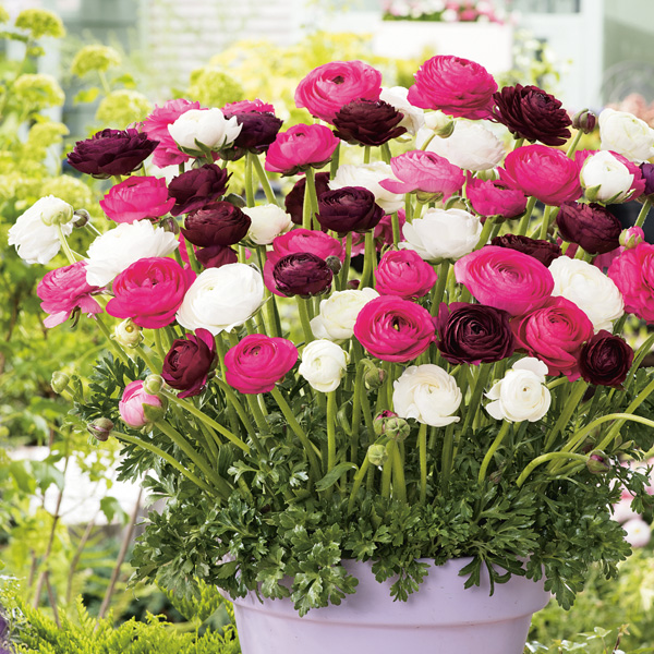 Ranunculi Pastel Blend Ranunculi Pastel Blend