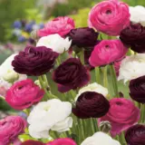 Ranunculus Pastel Blend Pkranpbl 2025 - Garden Express Australia