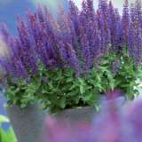 Salvia Sensation Blue 17 - Garden Express Australia