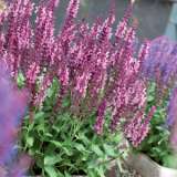 Salvia Sensation Rose 17 - Garden Express Australia