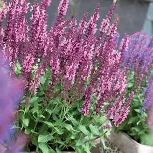 Salvia Sensation Rose