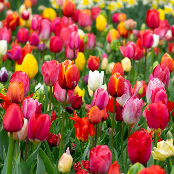 Planting Stock Tulip Mixed Planting Stock Tulip Mixed