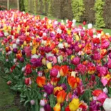 Tulip Mixed Stock Pkpsttmx 2026 - Garden Express Australia