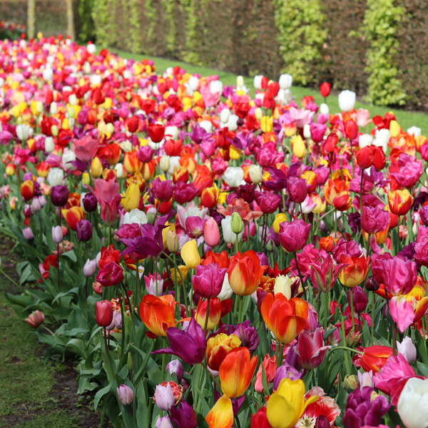 Planting Stock Tulip Mixed