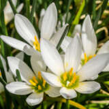 Zephyranthes White