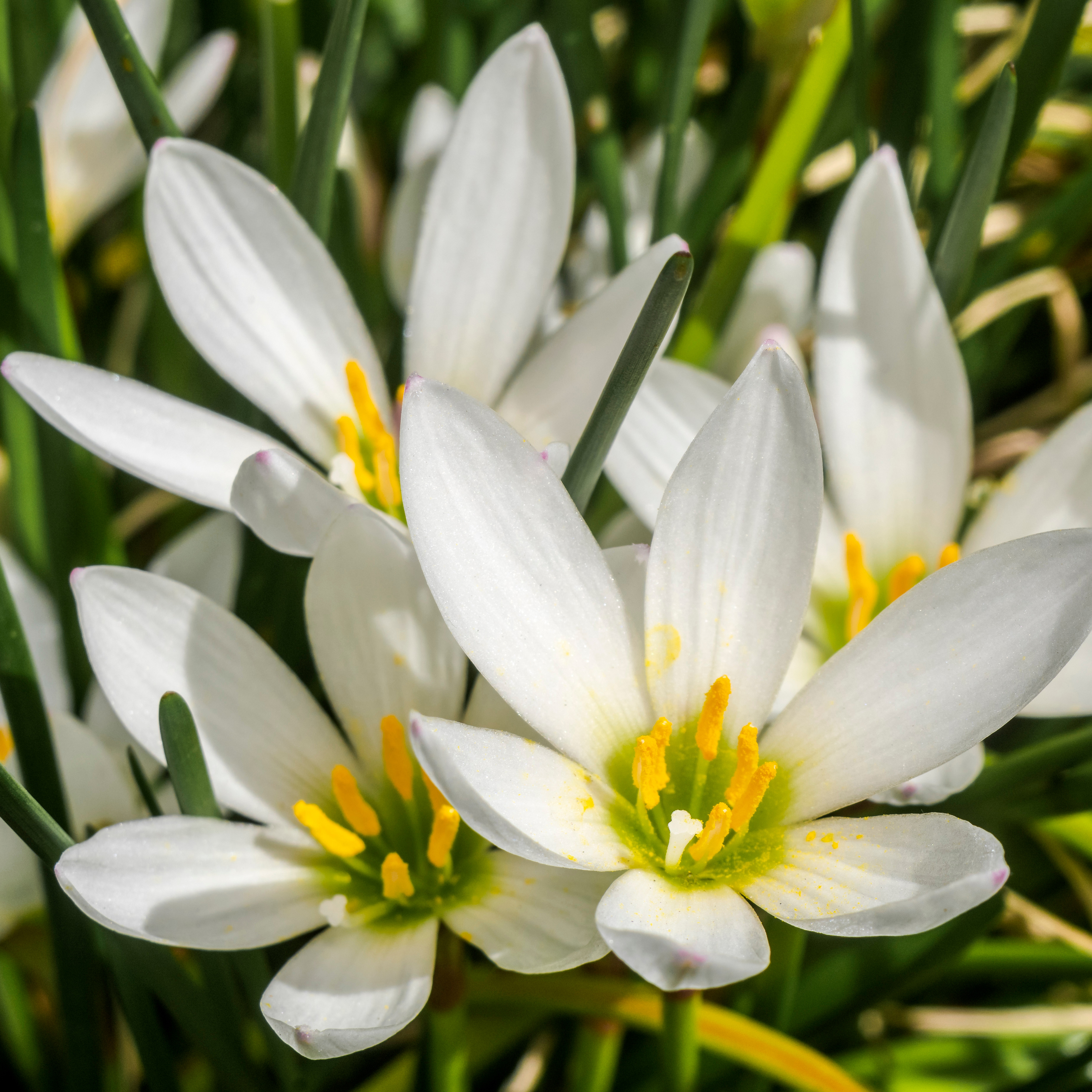 Zephyranthes White