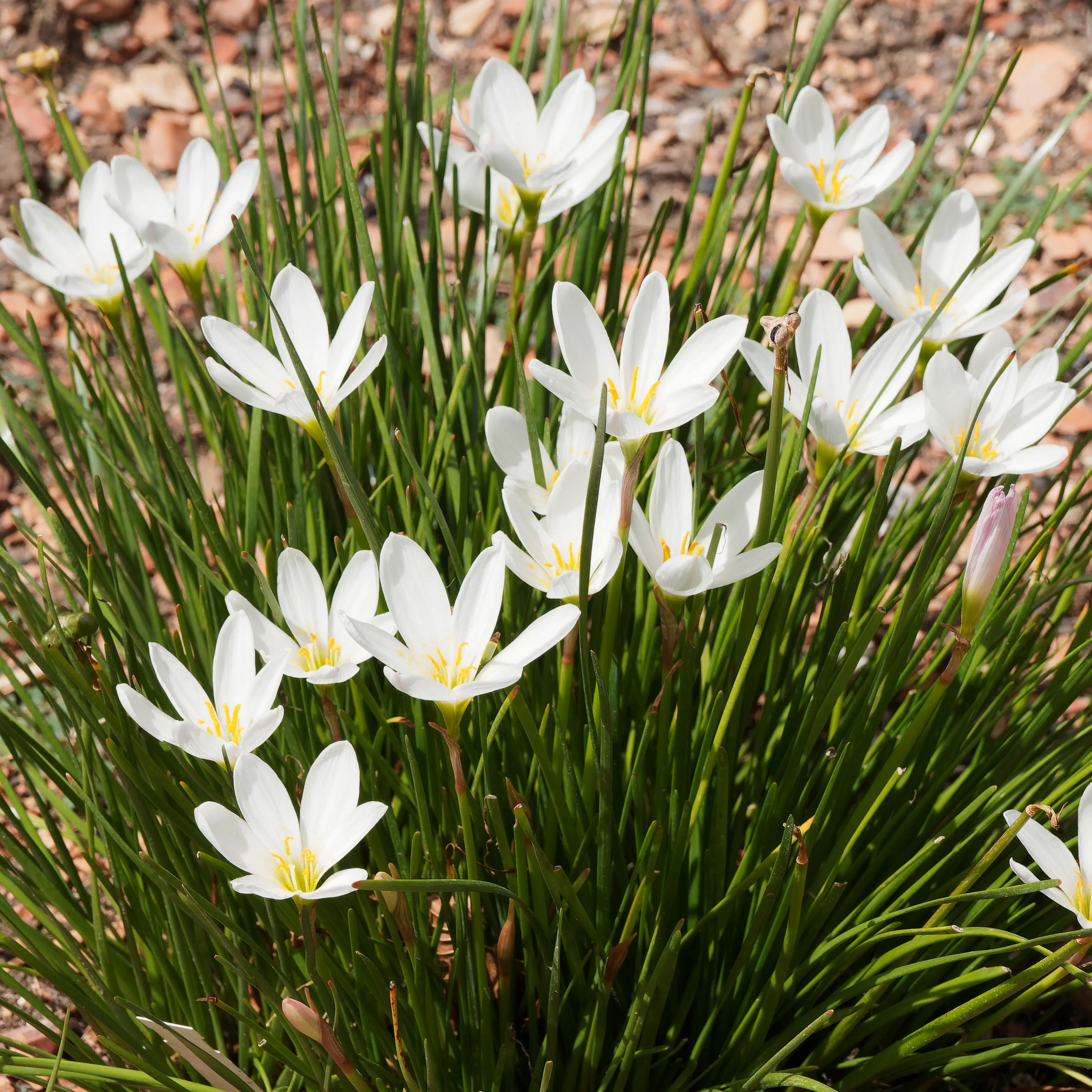 Zephyranthes White Zephyranthes White
