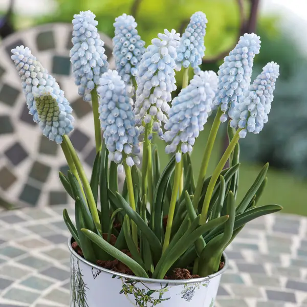 Grape Hyacinth Babys Breath