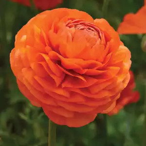 Ranunculus Growing Guide Ranunculi Orange Pkranora 2019 - Garden Express Australia