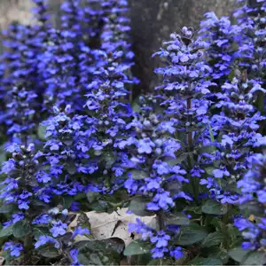 Ajuga Jungle Beauty
