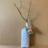 Rose Tequila Sunrise (pbr) Rose Tequila Sunrise (pbr)