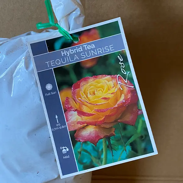 Rose Tequila Sunrise (pbr) Rose Tequila Sunrise (pbr)