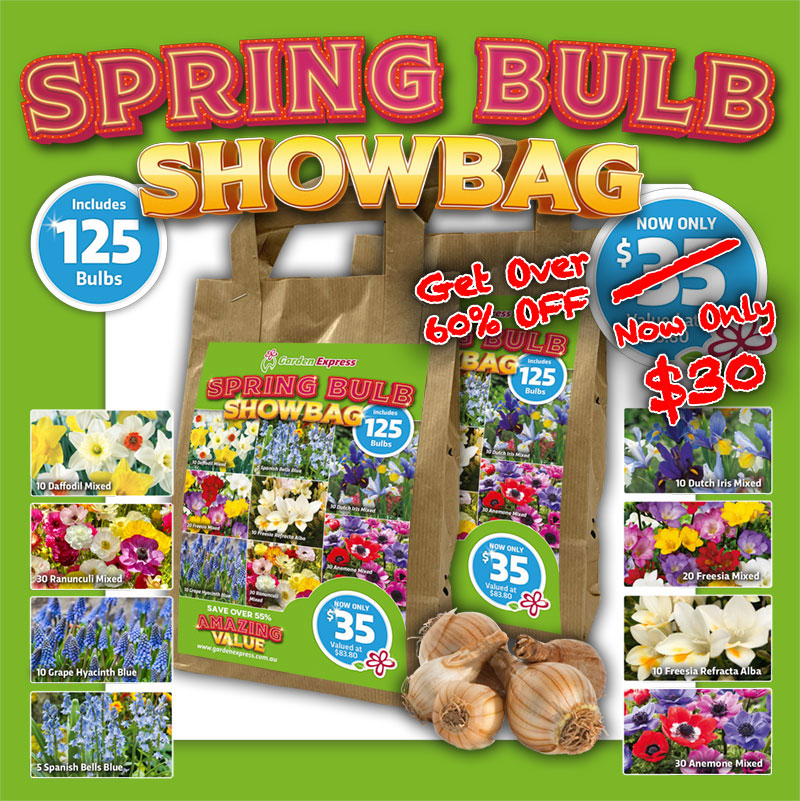 Spring Show Bag – 125 Bulbs