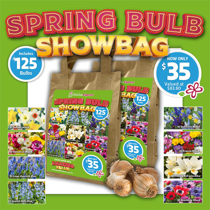 Spring Show Bag – 125 Bulbs