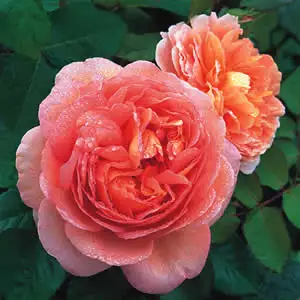 What Is A David Austin Rose? Abraham Darby - Garden Express Australia
