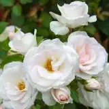 Aspirin Rosfasp - Garden Express Australia