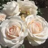 Brindabella Bouquet Rosbbou - Garden Express Australia