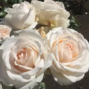 Brindabella Rose Bouquet Brindabella Rose Bouquet