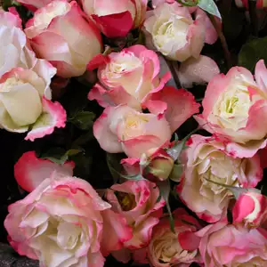 Delbard Rose Carmagnole