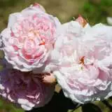 Claire Rosdcla - Garden Express Australia