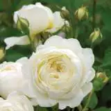 Claire Austin Rosdcla - Garden Express Australia