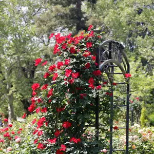 Best Spring-Flowering Climbers For Arches And Pergolas Climbing Rose Altissimo Roscalt - Garden Express Australia