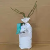 Climbing Rose Blushing Pierre De Ronsard Climbing Rose Blushing Pierre De Ronsard