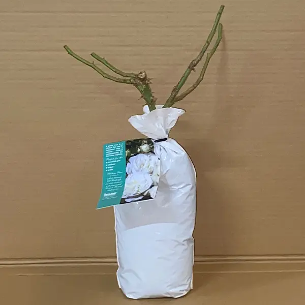 Climbing Rose Blushing Pierre De Ronsard Climbing Rose Blushing Pierre De Ronsard