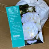 Climbing Rose Blushing Pierre De Ronsard Climbing Rose Blushing Pierre De Ronsard