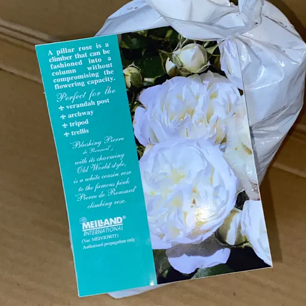 Climbing Rose Blushing Pierre De Ronsard Climbing Rose Blushing Pierre De Ronsard