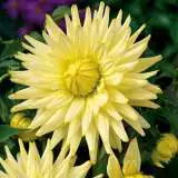 Dahlia Gay Bright Eyes Pkdahgbe 2017 - Garden Express Australia