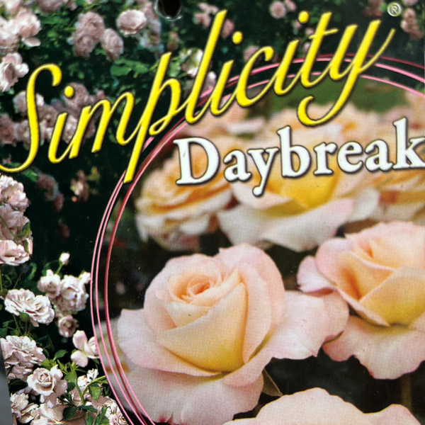 Rose Daybreak