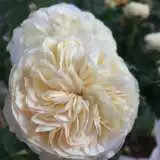 Fair Bianca Rosdfbi - Garden Express Australia