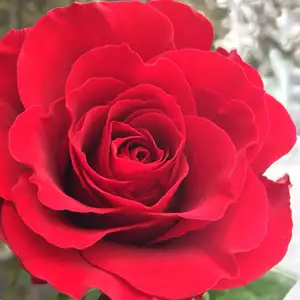 Most Fragrant Roses For Your Garden