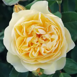 English Shrub Rose Graham Thomas English Shrub Rose Graham Thomas