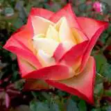 Origami Rosfori - Garden Express Australia