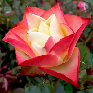 Rose Origami Rose Origami