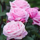 Radox Bouquet Rosfrbo - Garden Express Australia