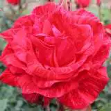 Delbard Rose Red Intuition Delbard Rose Red Intuition