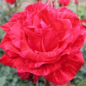 Delbard Rose Red Intuition
