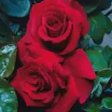 Rose Grandpas - Garden Express Australia